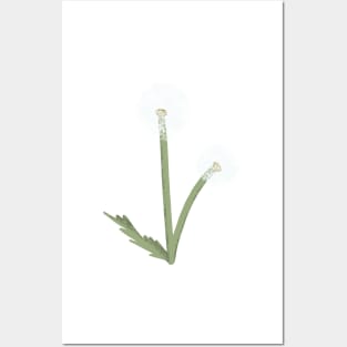 Make a Wish Dandelion Flower Posters and Art